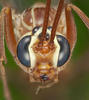 Nocturnal Ichneumonoidea of the British Isles